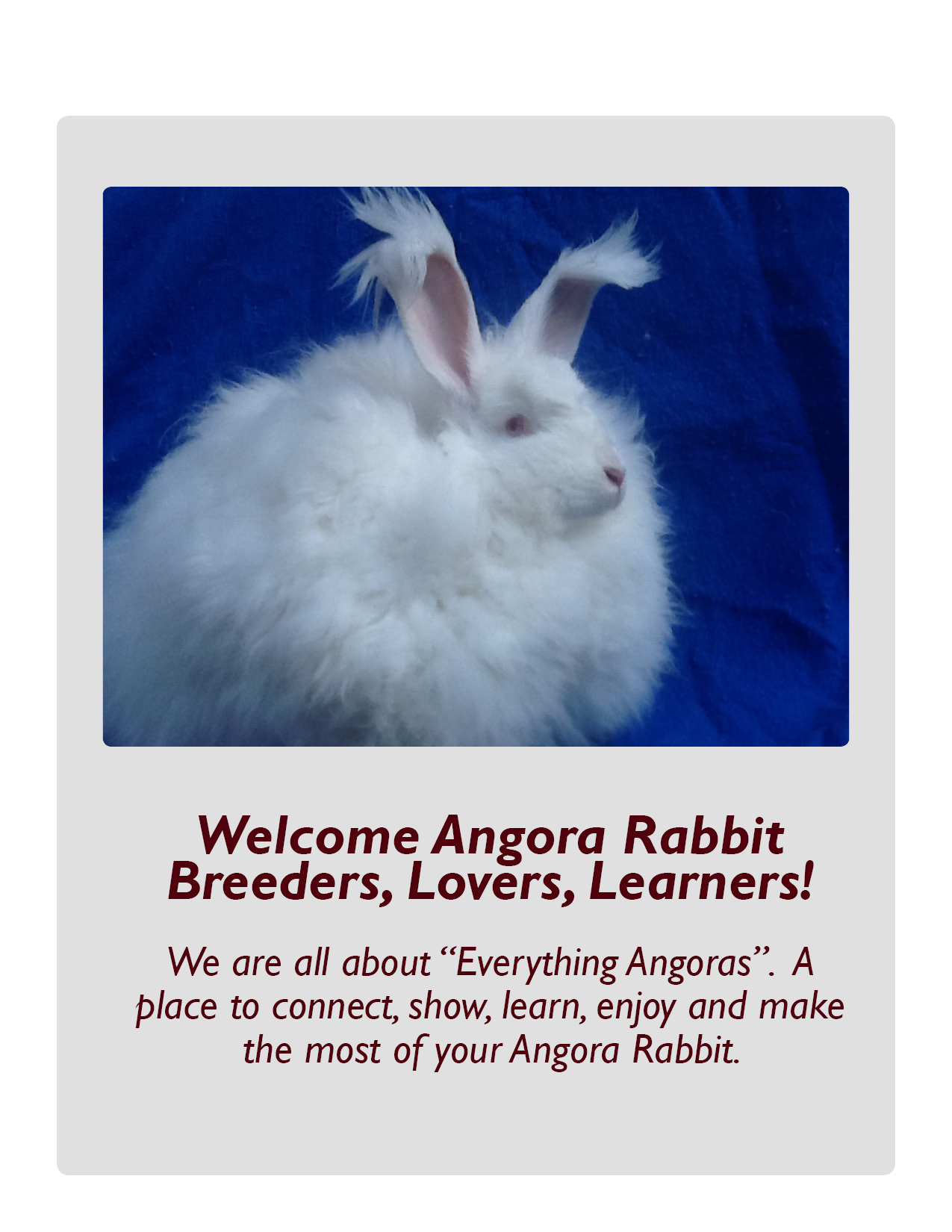 Narbc National Angora Rabbit Breeders Association