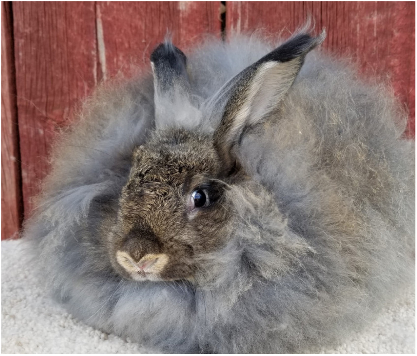 Giant Angora Rabbit Association