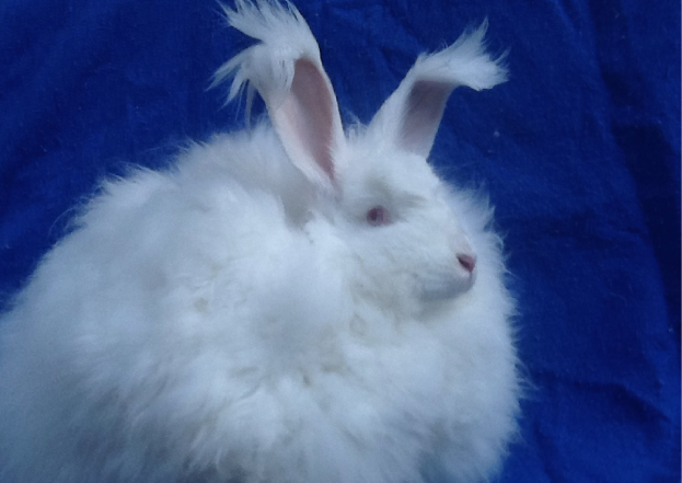 Giant Angora Rabbit Association