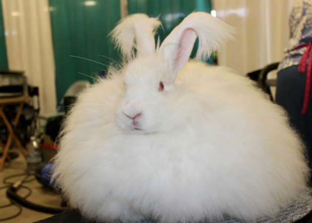 Giant Angora Rabbit Association